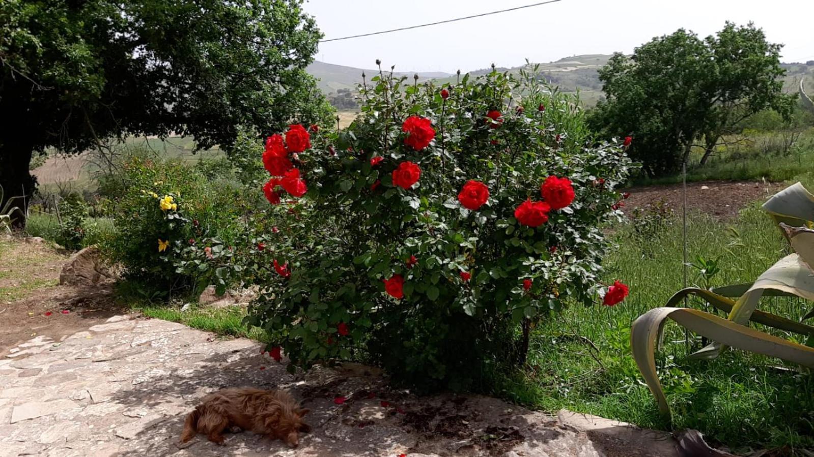 Agriturismo San Pietro Gangi Ngoại thất bức ảnh