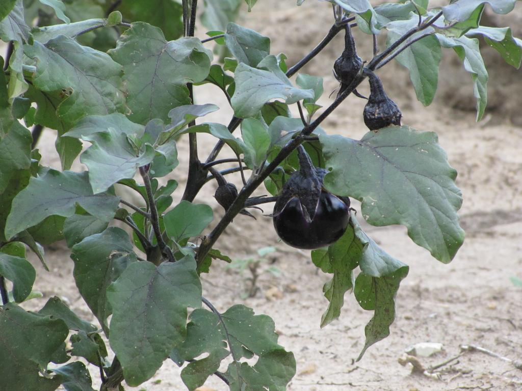 Agriturismo San Pietro Gangi Ngoại thất bức ảnh