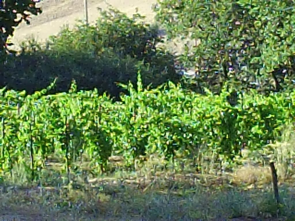 Agriturismo San Pietro Gangi Ngoại thất bức ảnh